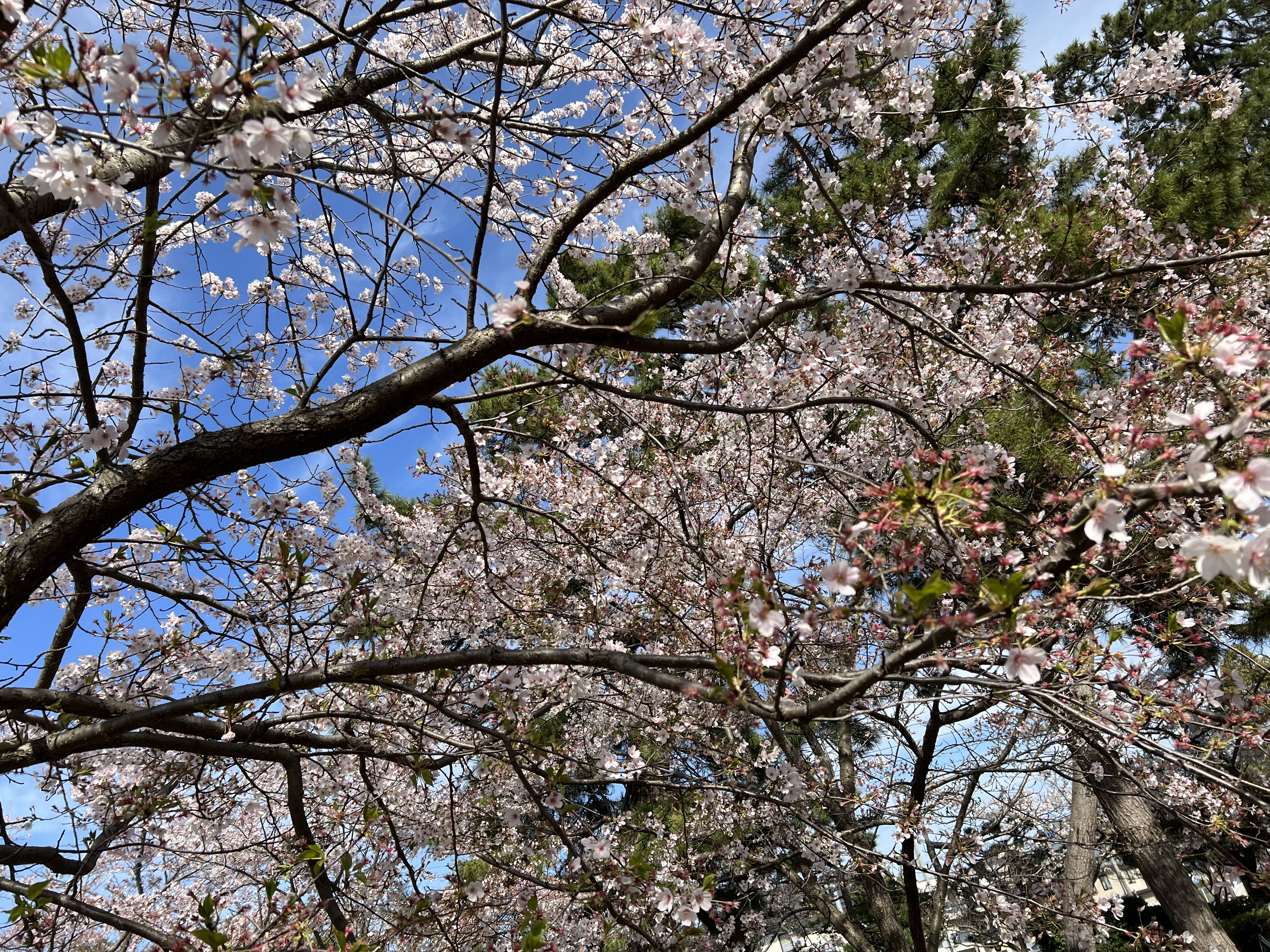 桜の隙間から青空