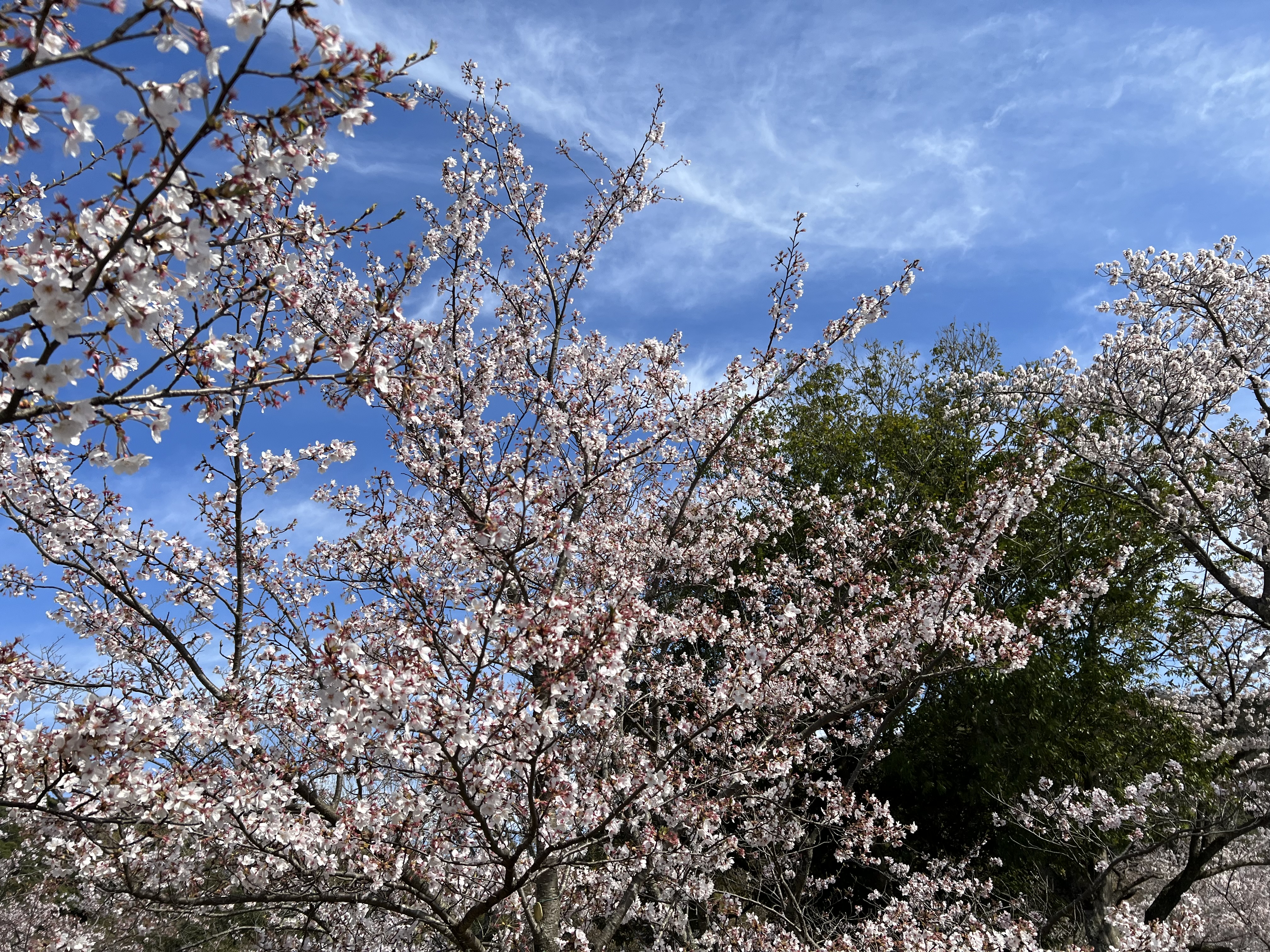 桜の向こうに雲も