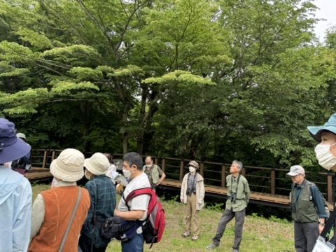 �P�O�l���炢�̐l�̌��ɖؓ���΂�