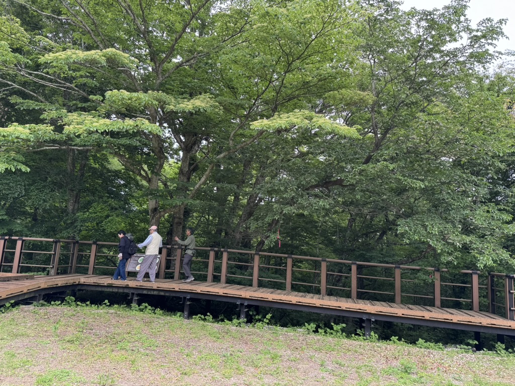 �R�l�قǂ��ؓ�������Ă���A�������ɂ͗΂̖؁X��